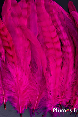 Coq fouet chinchilla blanchi - 13-18 cm - fuchsia brun